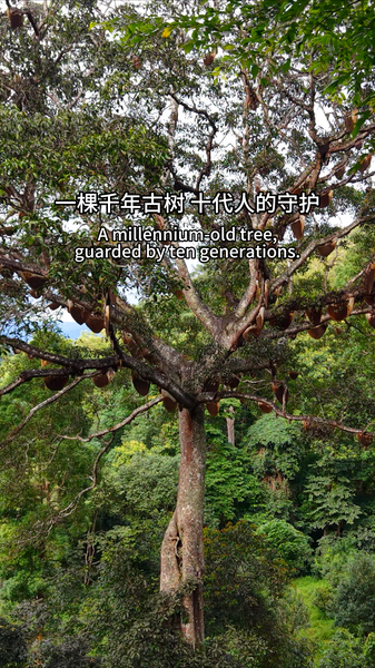 🌳 Ancient Tree in China Offers Climate Wisdom for the Digital Age 🌍✨ video poster