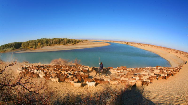 S1AAREEQRSN7NIPDVQNY - 🌍NewspaperAmigo – Your Global News Buddy 🗞️ 🐑 Xinjiang Herdsmen Lead Epic Livestock Migration to Winter Pastures 🌄