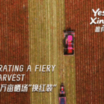 T8505BENHTKHYSWQGT2H - 🌍NewspaperAmigo – Your Global News Buddy 🗞️ Xinjiang's Fiery Red Harvest Lights Up Farmers' Festival 🌶️✨ video poster