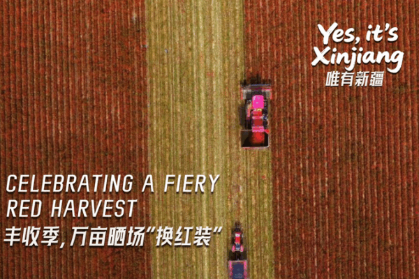 Xinjiang’s Fiery Red Harvest Lights Up Farmers’ Festival 🌶️✨ Xinjiang's Fiery Red Harvest Lights Up Farmers' Festival 🌶️✨ video poster