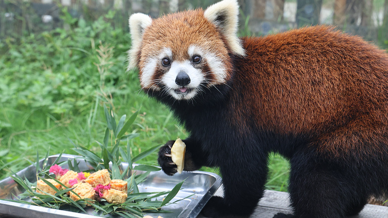 Nantong Zoo’s Animals Feast on Festive ‘Mooncakes’ 🐾🌕 Nantong Zoo’s Animals Feast on Festive ‘Mooncakes’ 🐾🌕