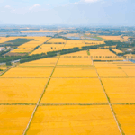 TVDVT835WJ7QBDDRUBWD - 🌍NewspaperAmigo – Your Global News Buddy 🗞️ Golden Fields, Bountiful Seas: China Celebrates Farmers' Harvest Festival 🌾🎉 video poster