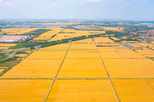 Golden Fields, Bountiful Seas: China Celebrates Farmers’ Harvest Festival 🌾🎉 Golden Fields, Bountiful Seas: China Celebrates Farmers' Harvest Festival 🌾🎉 video poster