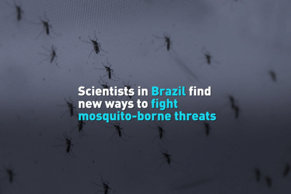 Brazilian Scientists Unleash Mosquito Warriors Against Global Disease Threat 🦟⚔️ Brazilian Scientists Unleash Mosquito Warriors Against Global Disease Threat 🦟⚔️ video poster