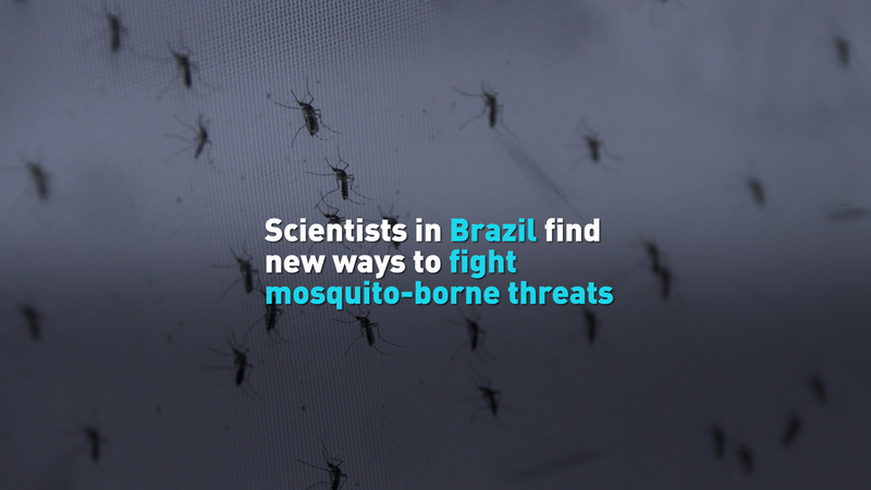 U07GI4QDKRL9DBLV0HPZ - 🌍NewspaperAmigo – Your Global News Buddy 🗞️ Brazilian Scientists Unleash Mosquito Warriors Against Global Disease Threat 🦟⚔️ video poster