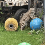 V3A3OHDX8JZW3KCZNWIJ - 🌍NewspaperAmigo – Your Global News Buddy 🗞️ Injured Snow Leopard Cub Nears Recovery in Qinghai 🐾❤️ video poster