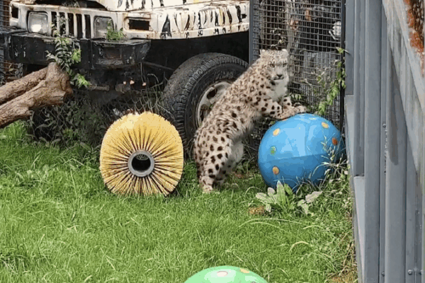 Injured Snow Leopard Cub Nears Recovery in Qinghai 🐾❤️ Injured Snow Leopard Cub Nears Recovery in Qinghai 🐾❤️ video poster