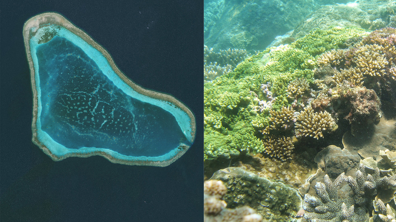 China’s Huangyan Dao Reserve Becomes Coral Reef Sanctuary 🌊🐠 China's Huangyan Dao Reserve Becomes Coral Reef Sanctuary 🌊🐠