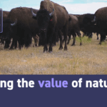 W22UPMRM8IOOE3NPCRUD - 🌍NewspaperAmigo – Your Global News Buddy 🗞️ Whales: The Unsung Heroes of Climate Change? 🌊💡 video poster