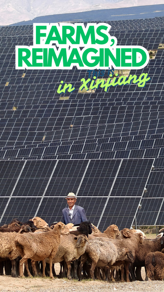 Xinjiang’s Solar Farms Power China’s Green Revolution 🌞🐑 Xinjiang's Solar Farms Power China's Green Revolution 🌞🐑 video poster