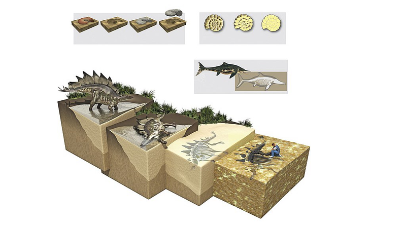 💩 Ancient Poop Reveals Prehistoric Secrets! 🦕