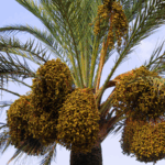 Z1NKI2AJCG7CPG49826A - 🌍NewspaperAmigo – Your Global News Buddy 🗞️ 🌴 Yunnan's Arid Valleys Bloom with 'Desert Bread' Revolution!