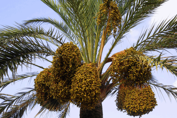 🌴 Yunnan’s Arid Valleys Bloom with ‘Desert Bread’ Revolution! 🌴 Yunnan's Arid Valleys Bloom with 'Desert Bread' Revolution!