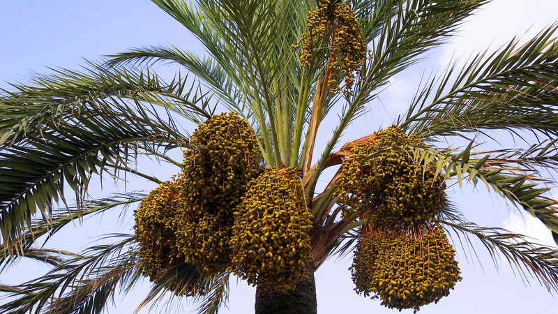 Z1NKI2AJCG7CPG49826A - 🌍NewspaperAmigo – Your Global News Buddy 🗞️ 🌴 Yunnan's Arid Valleys Bloom with 'Desert Bread' Revolution!