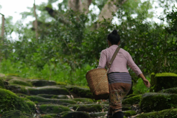 Ancient Tea-Horse Road Secrets Unearthed in Jingmai Mountain 🌿🐎 Ancient Tea-Horse Road Secrets Unearthed in Jingmai Mountain 🌿🐎