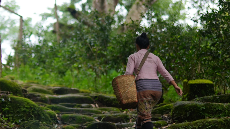 ZAJQA07MJC841UZLE9DD - 🌍NewspaperAmigo – Your Global News Buddy 🗞️ Ancient Tea-Horse Road Secrets Unearthed in Jingmai Mountain 🌿🐎