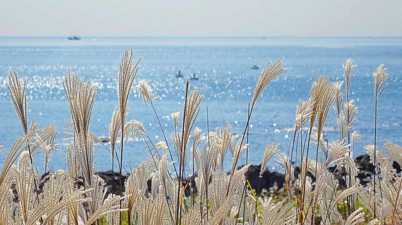 Golden Reeds Illuminate Qingdao’s Autumn Coastline 🌾✨