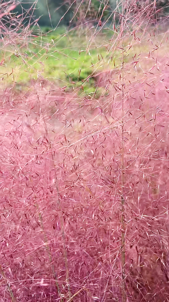 0184PME4SNNXZPFR6FKK - 🌍NewspaperAmigo – Your Global News Buddy 🗞️ Pink Muhly Grass Transforms Beijing's Old Summer Palace into Autumn Dreamscape 🌸🏯 video poster