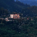 097I31EJY9JV30M5EG29 - 🌍NewspaperAmigo – Your Global News Buddy 🗞️ Jiangxi's Suichuan Flyway: Nature's Superhighway for Millions of Birds 🦅🌍 video poster
