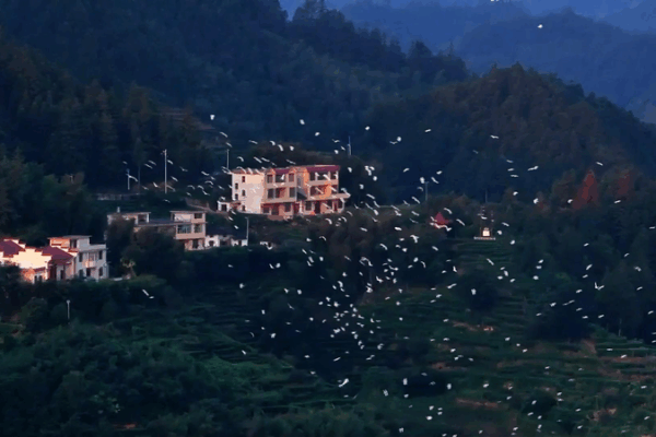 Jiangxi’s Suichuan Flyway: Nature’s Superhighway for Millions of Birds 🦅🌍 Jiangxi's Suichuan Flyway: Nature's Superhighway for Millions of Birds 🦅🌍 video poster