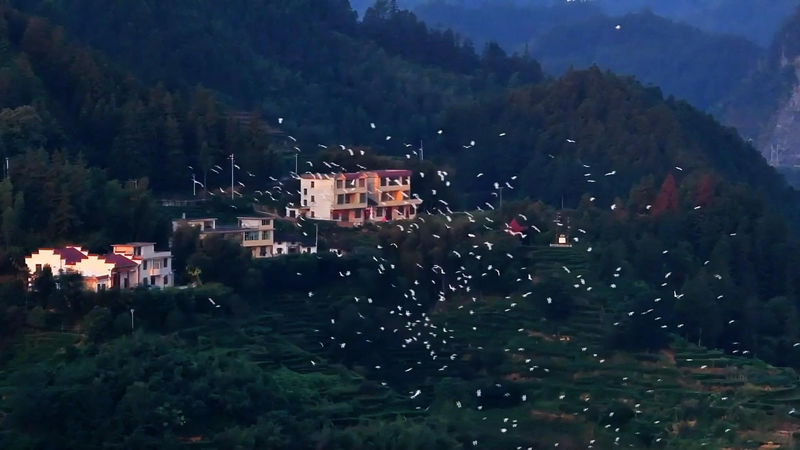 Jiangxi's Suichuan Flyway: Nature's Superhighway for Millions of Birds 🦅🌍 video poster