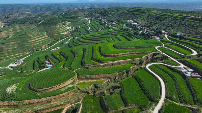 24D2MEYNHO7337LSOWJT - 🌍NewspaperAmigo – Your Global News Buddy 🗞️ China’s 15th Five-Year Plan Targets Rural Revitalization & Food Security 🌾🚜