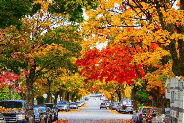 🍁 Canada’s Maple Magic: Nature, Culture & APEC Ties 🌍 🍁 Canada’s Maple Magic: Nature, Culture & APEC Ties 🌍