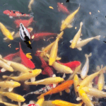 Autumn Magic Revives Beijing's Old Summer Palace 🍂🏛️ video poster