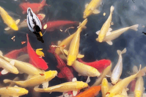 Autumn Magic Revives Beijing's Old Summer Palace 🍂🏛️ video poster