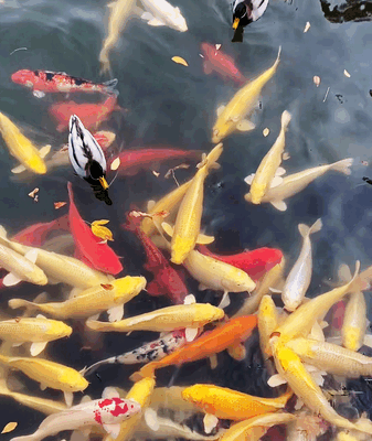 Autumn Magic Revives Beijing's Old Summer Palace 🍂🏛️ video poster