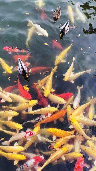 3OY0MH7UMR7A1SWBECDT - 🌍NewspaperAmigo – Your Global News Buddy 🗞️ Autumn Magic Revives Beijing's Old Summer Palace 🍂🏛️ video poster