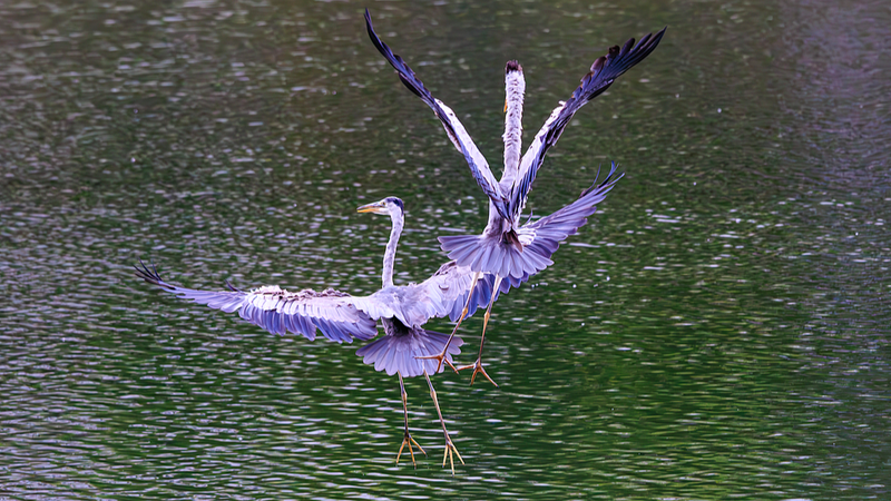 447PQVSQMJIAY4GS28FI - 🌍NewspaperAmigo – Your Global News Buddy 🗞️ AI 'Bird Facial Recognition' Takes Flight in Conservation Efforts 🐦✨