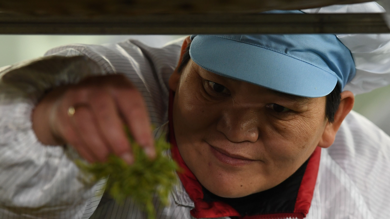 From Barren Hills to Tea Gardens: Huang Hongying’s Decade of Change 🌱✨ From Barren Hills to Tea Gardens: Huang Hongying’s Decade of Change 🌱✨