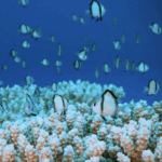 Asia-Pacific Unites for Eco Future 🌱🌊