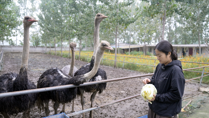 Ostrich Farmer Flies High with Viral Livestreams 🦢📱 Ostrich Farmer Flies High with Viral Livestreams 🦢📱 video poster