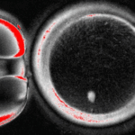 4WMWW8C8DCA0MK6ER7GC - 🌍NewspaperAmigo – Your Global News Buddy 🗞️ Scientists Turn Skin Cells into Human Eggs in Groundbreaking Study 🧬✨