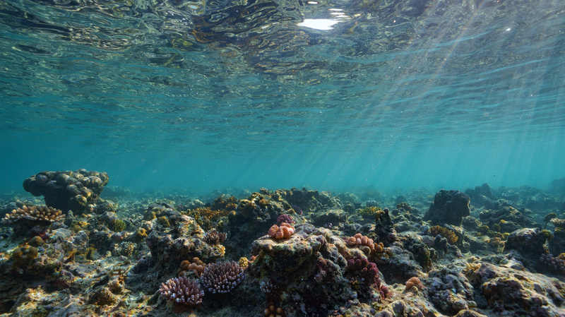 🌊🔥 Earth Hits First Major Climate Tipping Point: Coral Reefs in Crisis 🌊🔥 Earth Hits First Major Climate Tipping Point: Coral Reefs in Crisis