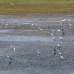 Poyang Lake Welcomes 10,000+ Migratory Birds 🦢🌾 video poster