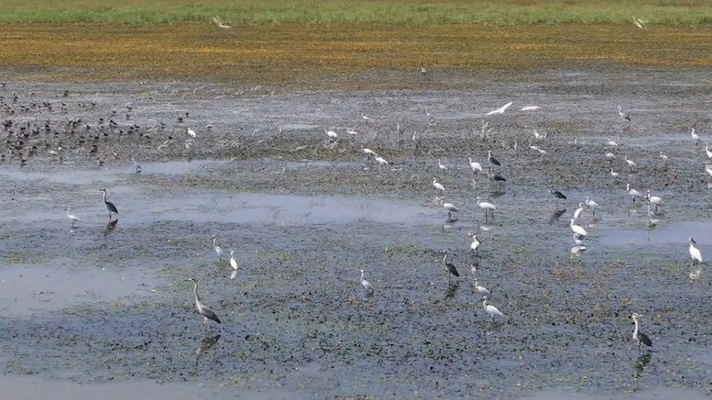 Poyang Lake Welcomes 10,000+ Migratory Birds 🦢🌾 video poster