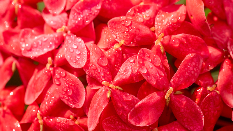 🍂 China Welcomes ‘Cold Dew’ as Autumn Peaks with Crimson Leaves & Misty Landscapes 🍂 China Welcomes 'Cold Dew' as Autumn Peaks with Crimson Leaves & Misty Landscapes