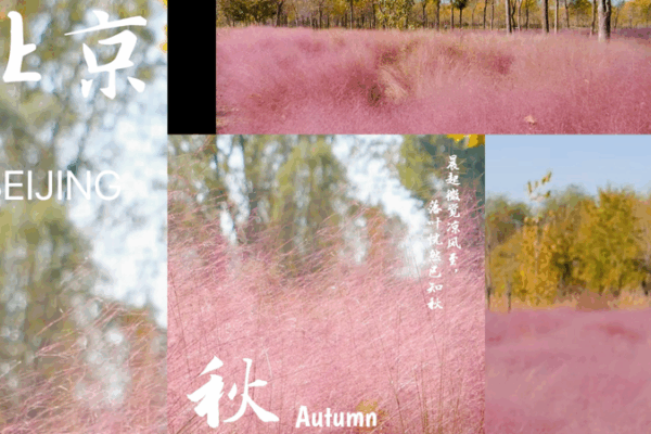 Beijing's Autumn Turns Pink with Dreamy Muhly Grass Blooms 🌸🍂 video poster