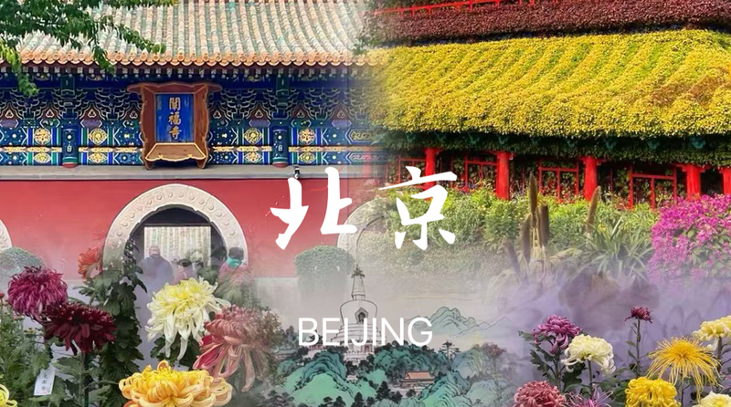 8TEWC8ZPLRUCJZHY1DHM - 🌍NewspaperAmigo – Your Global News Buddy 🗞️ Chrysanthemums Bloom in Beijing: A Cultural Spectacle 🌼✨ video poster