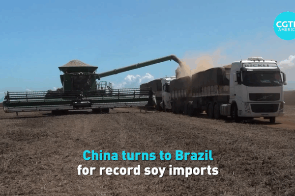 China’s Soybean Boom: Brazil Becomes Top Supplier 🌱🇨🇳🇧🇷 China’s Soybean Boom: Brazil Becomes Top Supplier 🌱🇨🇳🇧🇷 video poster