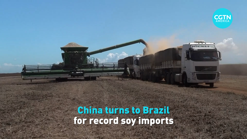 China’s Soybean Boom: Brazil Becomes Top Supplier 🌱🇨🇳🇧🇷 video poster