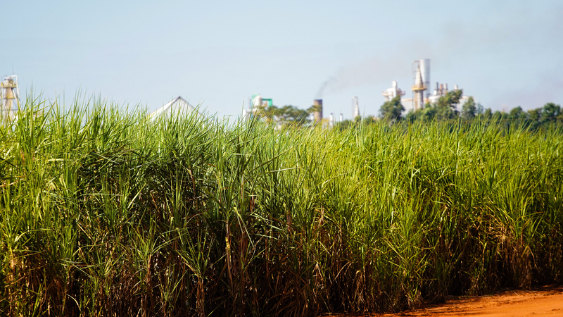 A7ZQA2AJ9X076TJTDVIC - 🌍NewspaperAmigo – Your Global News Buddy 🗞️ Global Food Prices Dip as Sugar & Dairy Costs Fall, Meat Hits Record 🍔📉