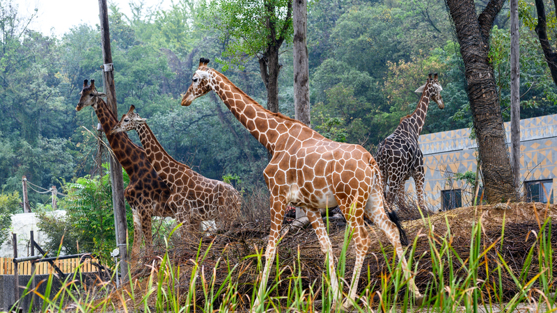 Nanjing’s New Wildlife Wonderland Opens Doors 🦍🌿 Nanjing’s New Wildlife Wonderland Opens Doors 🦍🌿 video poster