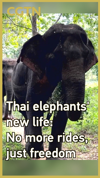 Thai Elephants Embrace Freedom: Ethical Tourism Takes the Lead 🐘🌿 Thai Elephants Embrace Freedom: Ethical Tourism Takes the Lead 🐘🌿 video poster
