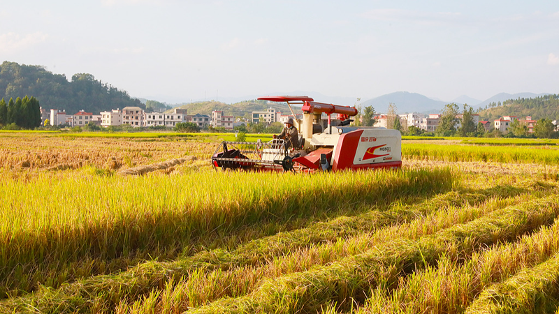 BH4USGY5BE6SIVPLQXPG - 🌍NewspaperAmigo – Your Global News Buddy 🗞️ 🌾 China’s Food Security Milestones: Harvesting a Sustainable Future