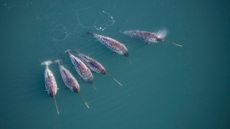 Denmark's Wildlife Crisis: Half of Protected Species Struggle 🌿🦉
