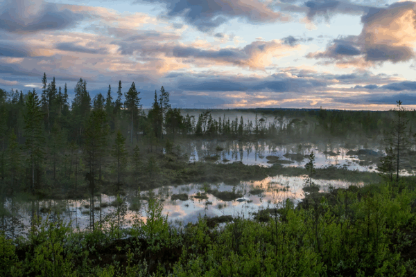 Russia Launches First Arctic Forest-Climate Project 🌲❄️ Russia Launches First Arctic Forest-Climate Project 🌲❄️